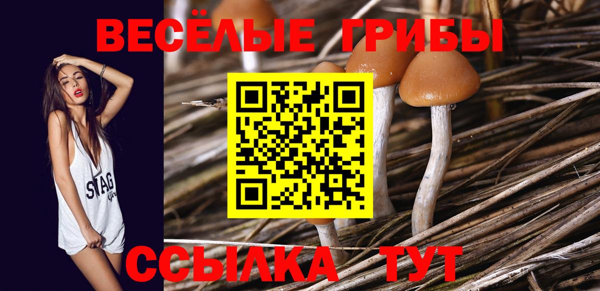 Галлюциногенные грибы Cubensis Новокубанск